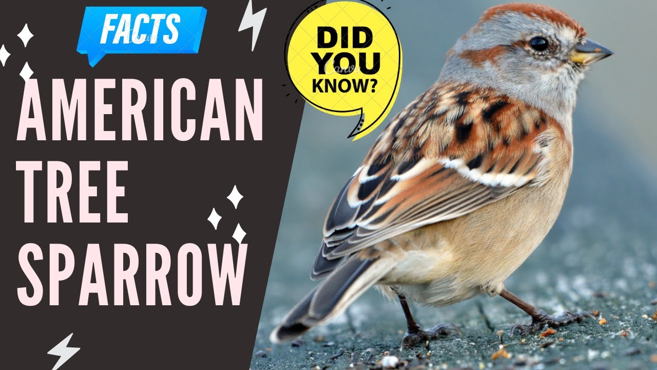 American Tree Sparrow facts 🦜 Winter Sparrow 🦜 migrate into southern Canada 🇨🇦 and United States 🇺🇸