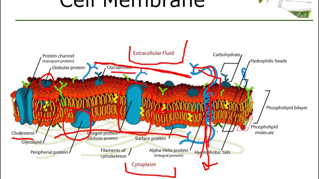 DN A475 The Cell