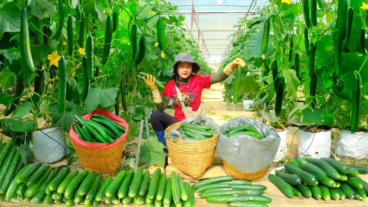 Harvest Japanese Cucumber To Sell At The Market - Cook With Them, Plant Vegetable.