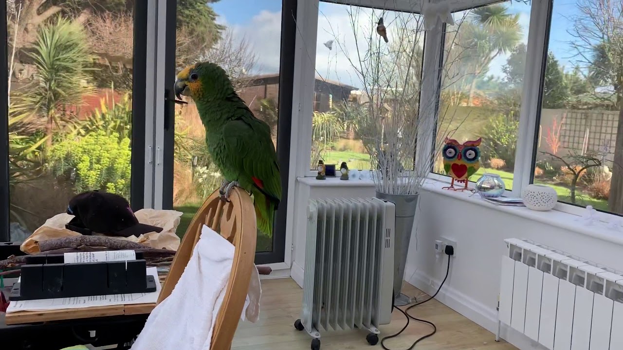 Ollie the Orange-winged Amazon parrot screaming