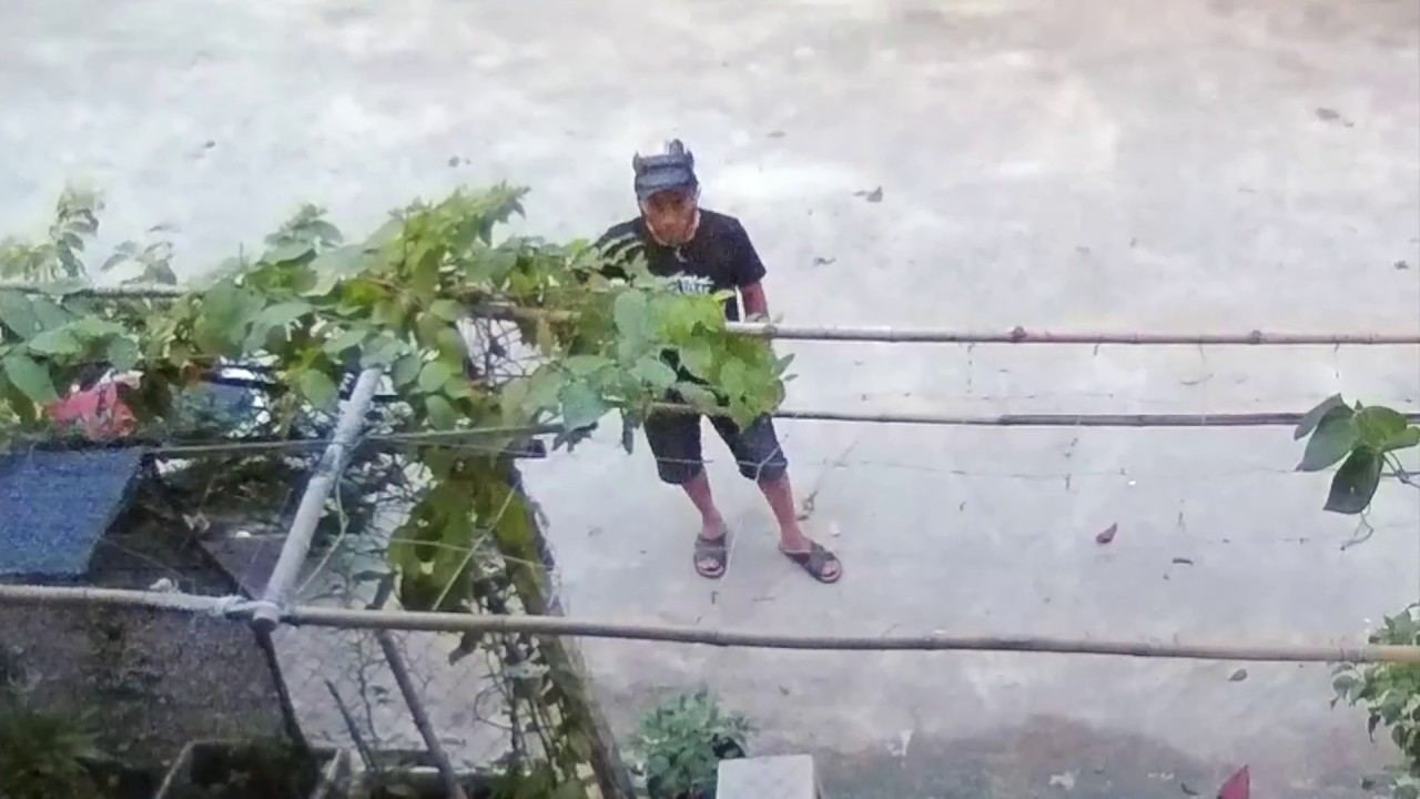 [BB Studio] Dog thief caught in camera Vietnam 2017