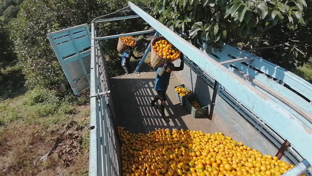 Como es realmente el corte de naranja || Martínez de la Torre, Ver.