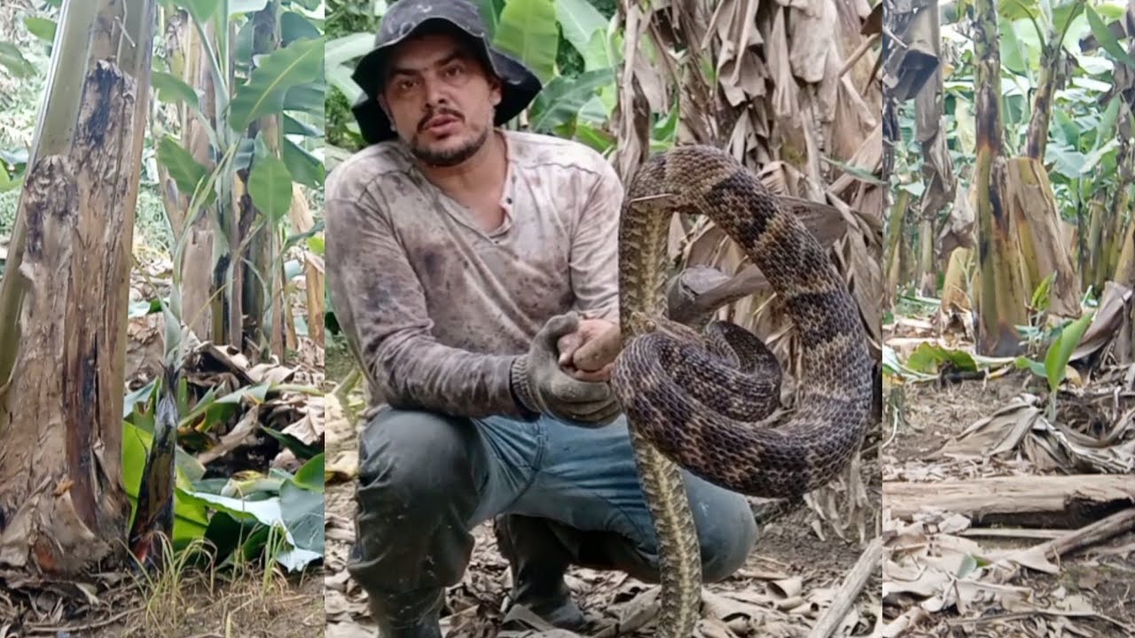 o perigo no meio do bananal  rio de água limpa e fria