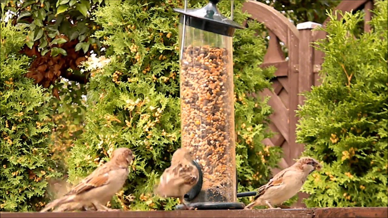 Vogelfutter für Vögel kaufen