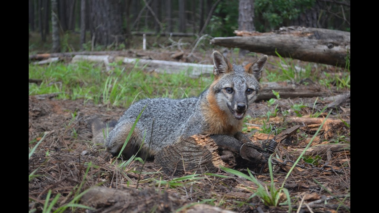 How To Trap a Fox - Chicken Coop