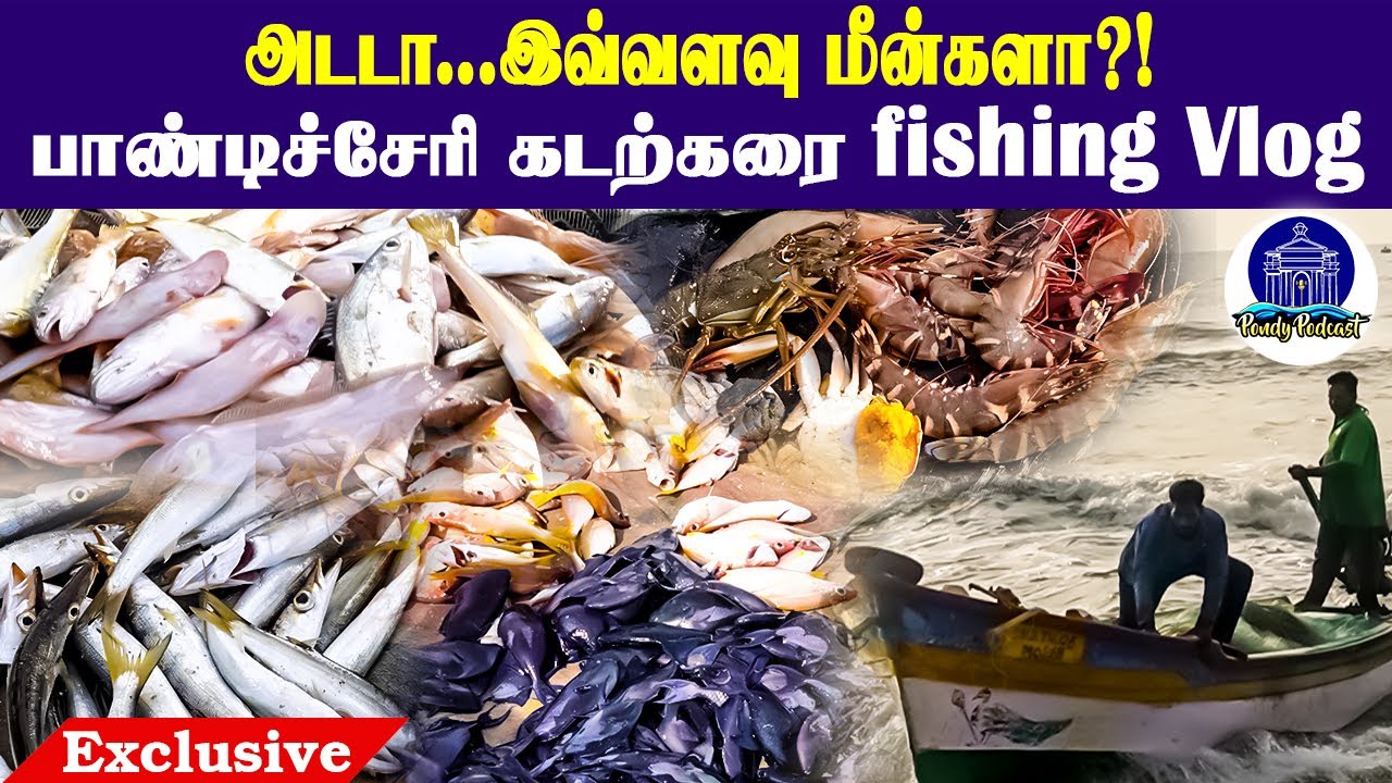 பாண்டிச்சேரி கடற்கரையில் குவியும் விதவிதமான மீன்கள் |Vlog | pondypodcast