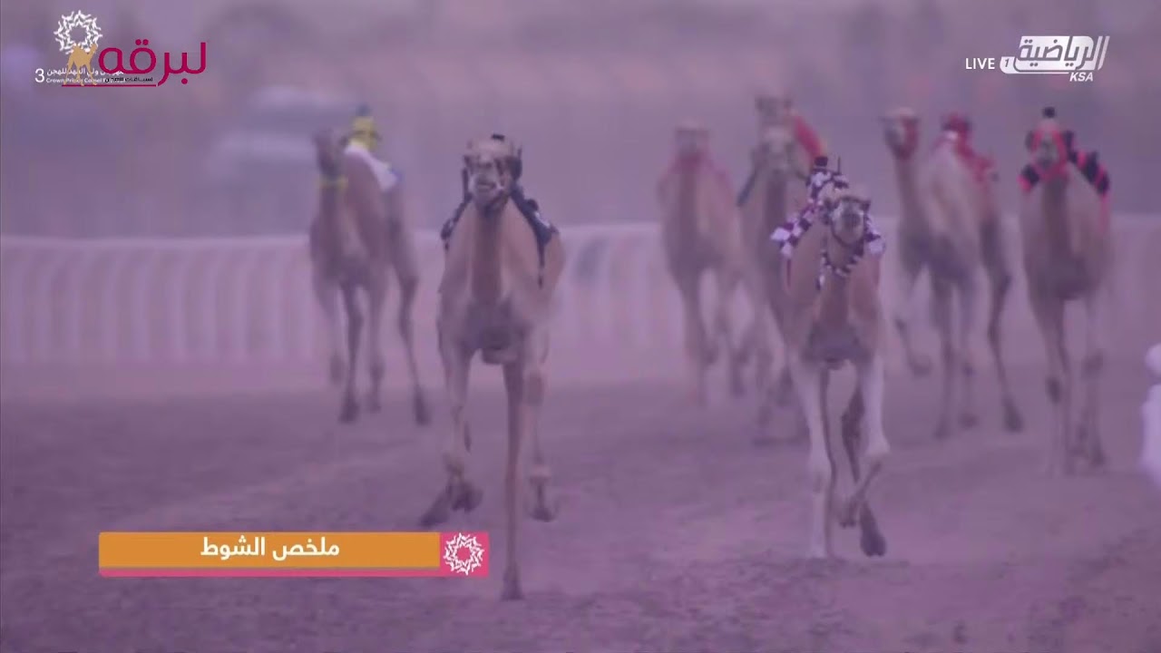 موقع لبرقه | بث مباشر.. لسباق الجذاع (أشواط مفتوحة وعامة) مهرجان ولي العهد بميدان الطائف 6-9-2021 م