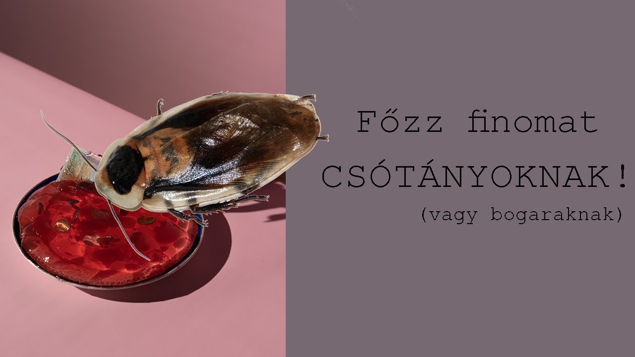 Rovarzselé készítése házilag