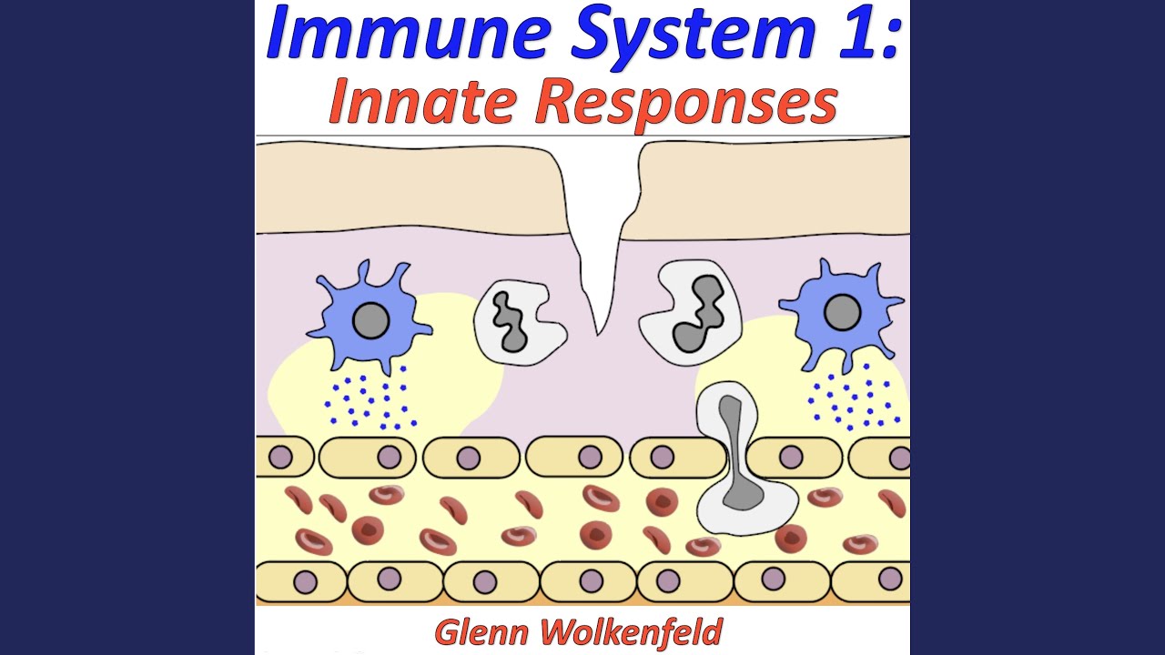 Immune System 1: Innate Responses