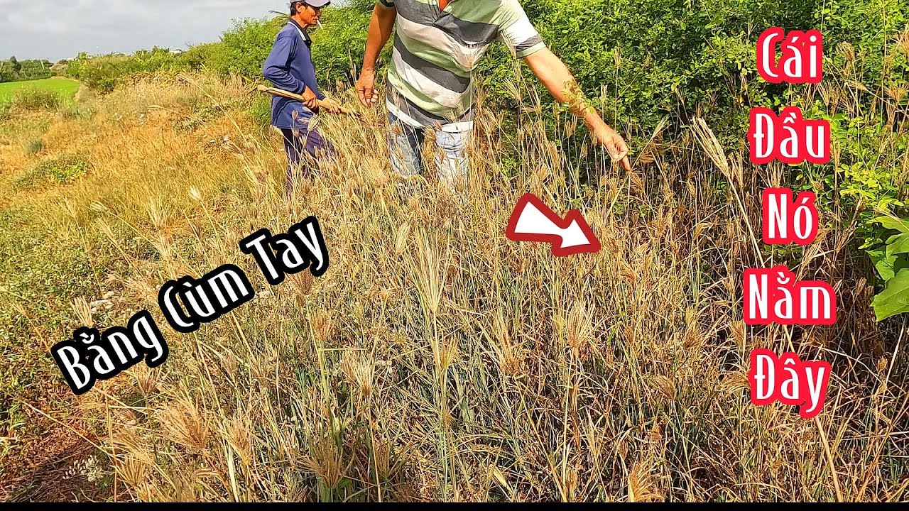 Đi Cắt Cỏ Xém Bị Rắn Độc Cắn 3 Ngày Không Dám Ra Gò | Mười Thương SB