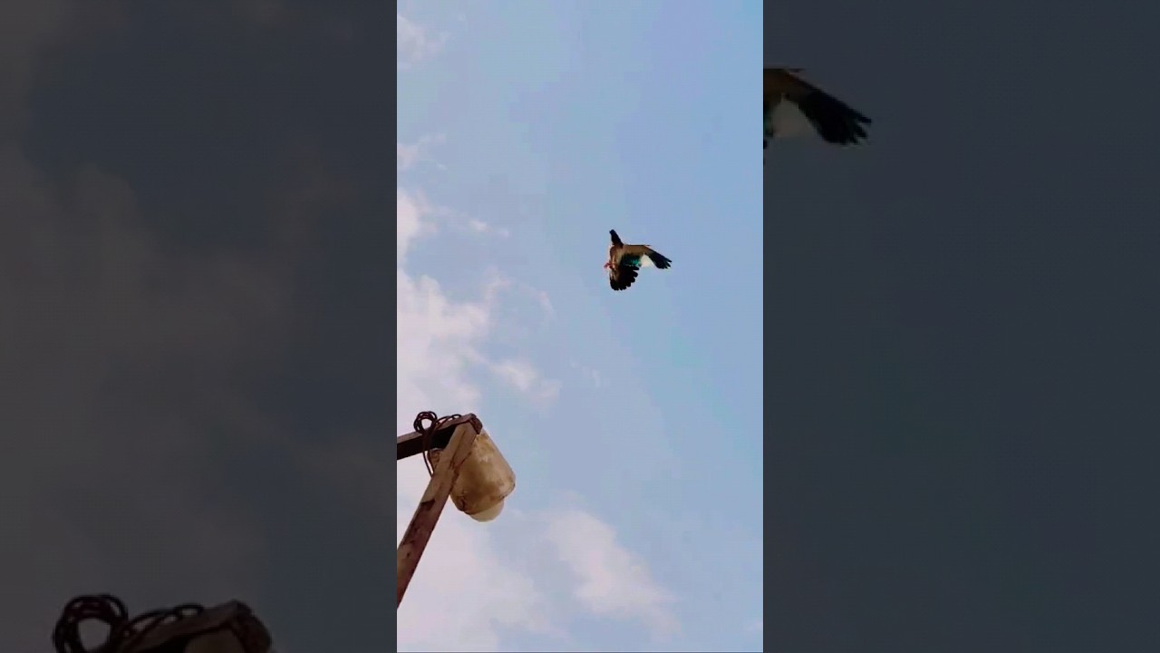 Pigeon Landing🌡️🥵🔥. #pigeon #kabootar #kabutar #pigeonvlogger #itspigeonlover #birds