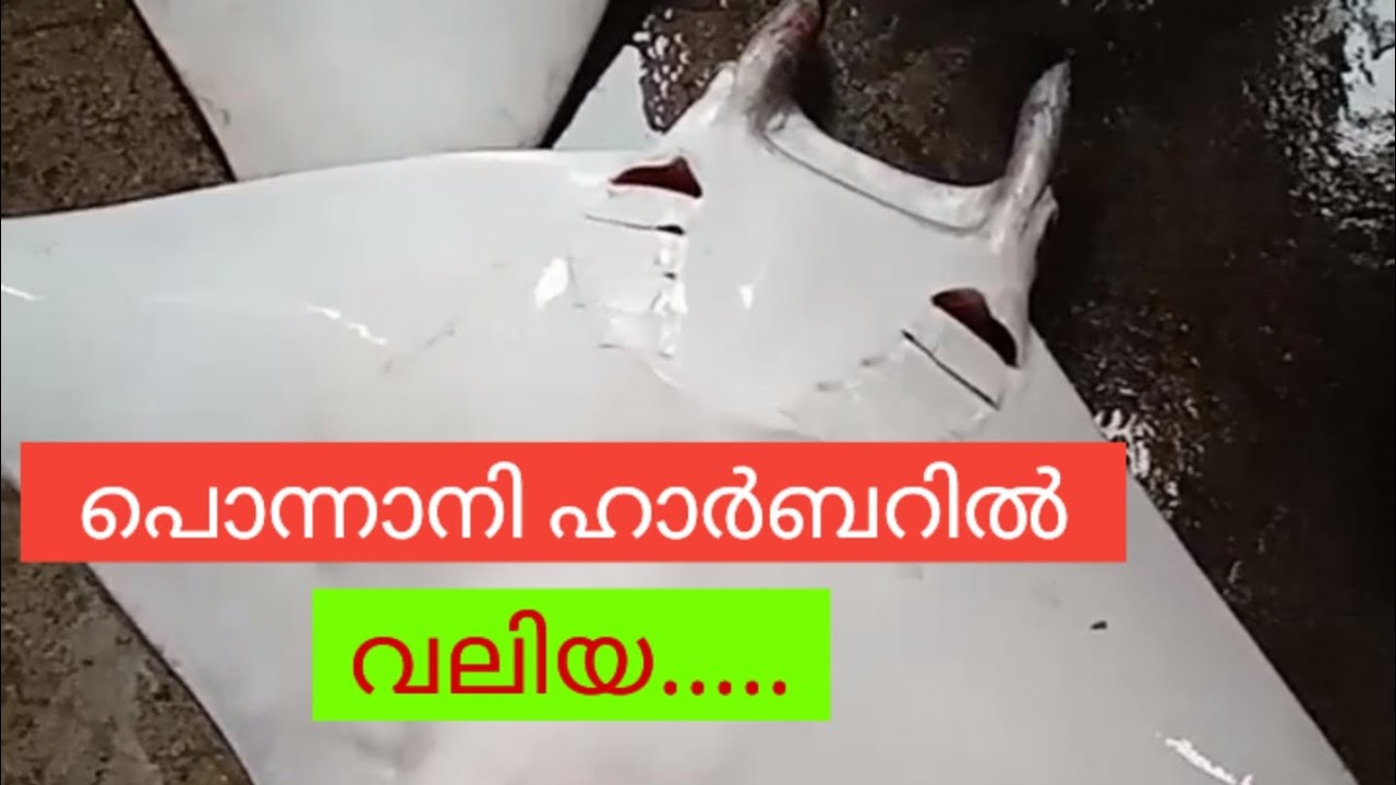 പൊന്നാനി ഹാർബറിൽ വലിയ .....#fishing #fish #seafood #harbor #fishmarket