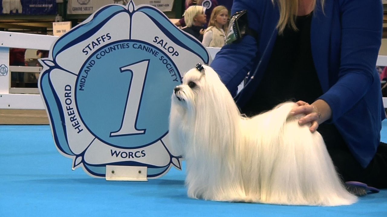 Midland Counties Dog Show 2016 - Toy group Shortlist