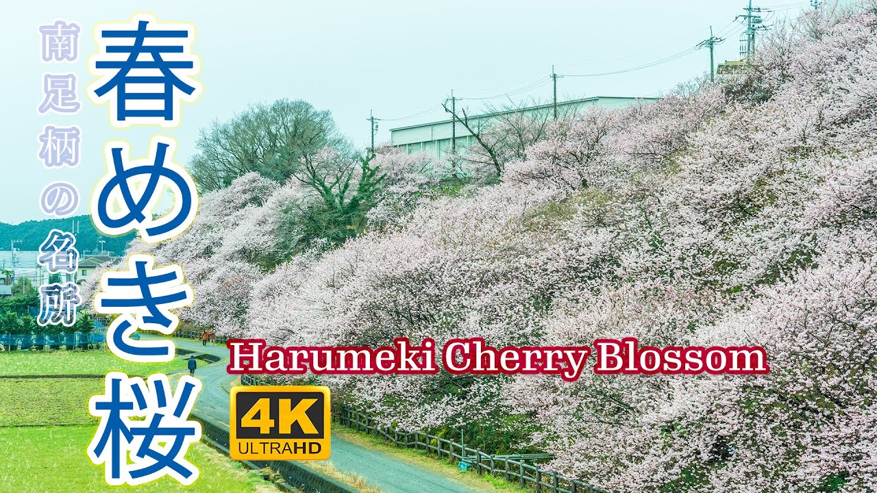 春めき桜【日本の桜2021🌸】純白の早咲き桜 4K HDR 神奈川随一 南足柄の桜の名所【桜開花・お花見】- Kanagawa Harumeki Cherry Blossom Sakura Japan