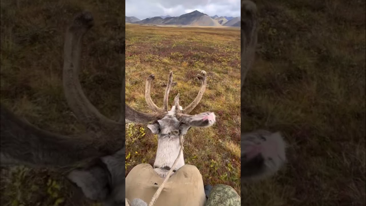 Types of transport in the Arctic/Виды транспорта в Арктике🦌🦌🐎 