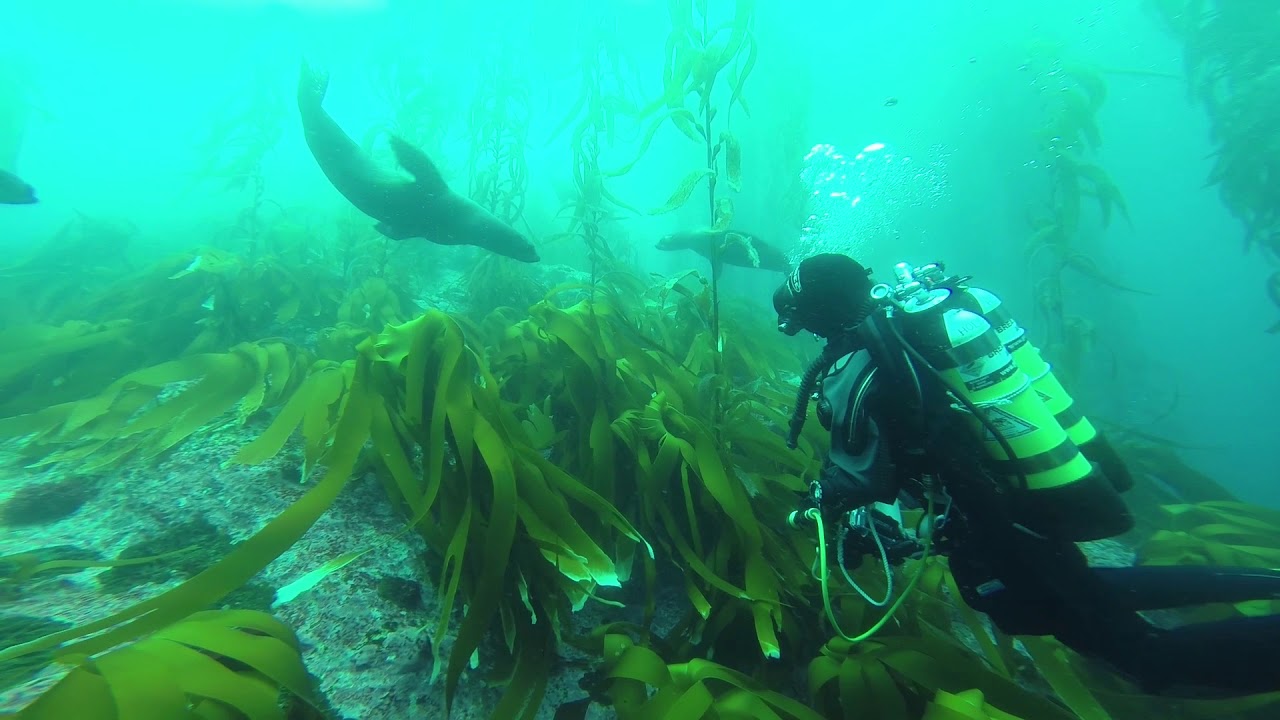 Sub antarctic fur seals compilation for talk