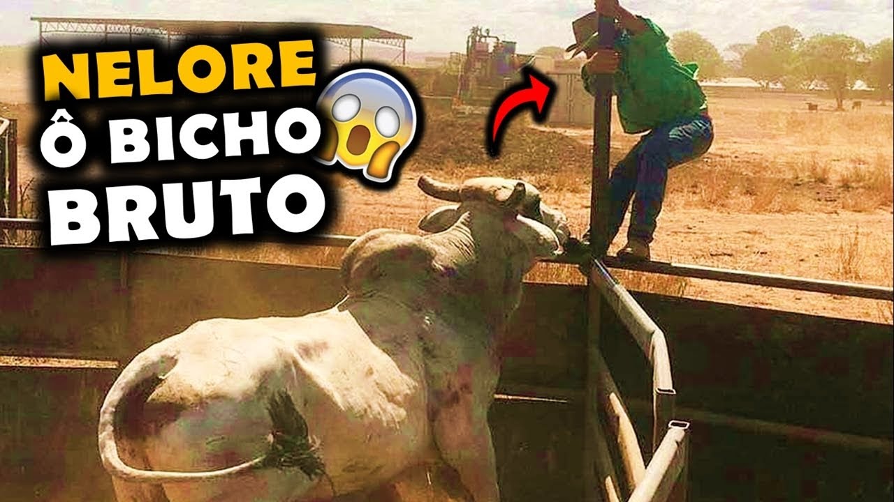 QUANDO O NELORE RESOLVE CAUSAR - NELORE SENDO NELORE