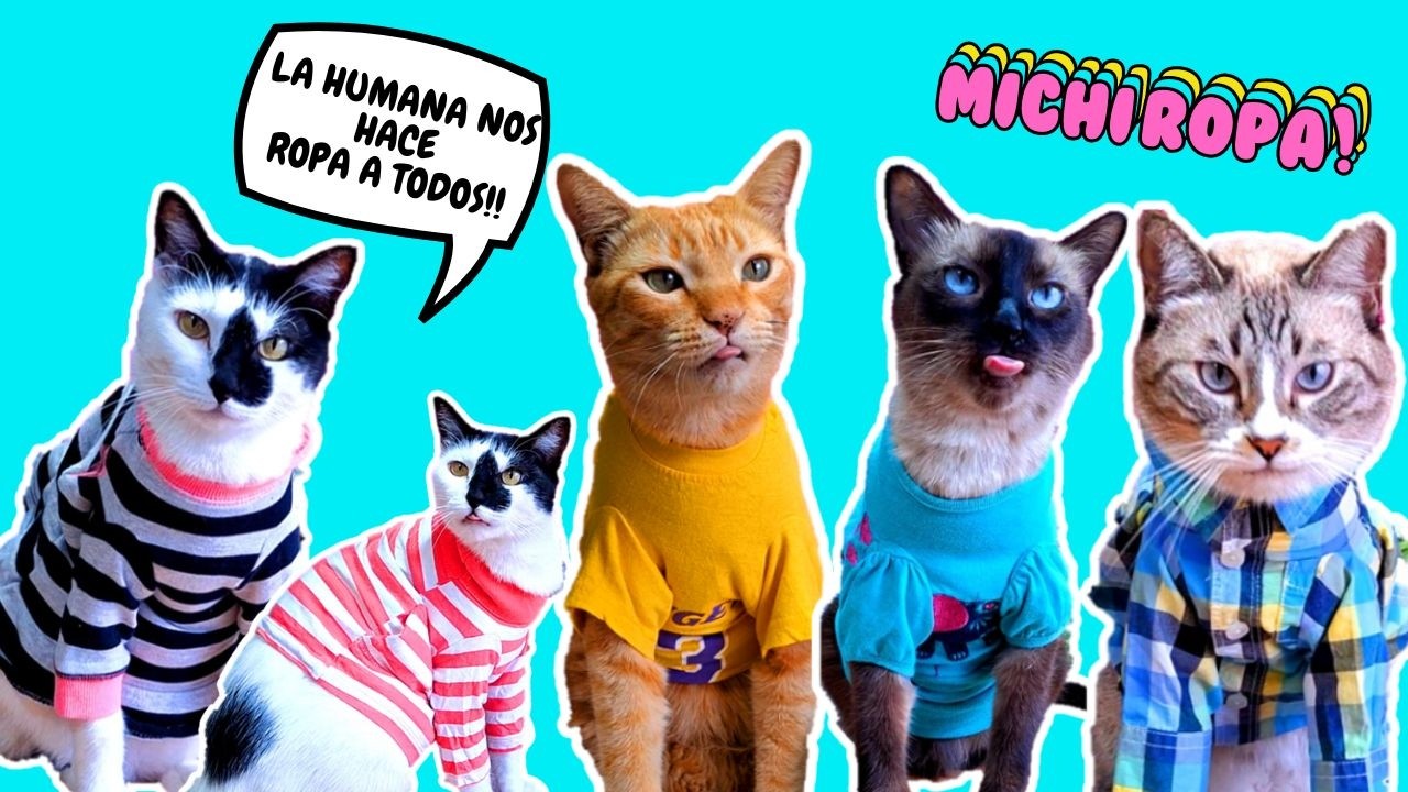 RETO: Como hice esta ROPA para mis GATOS muy FACIL y ECONÓMICO!! 💸😹