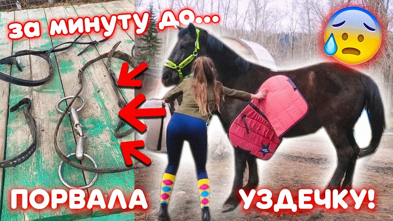 Лошадь ПОРВАЛА уздечку / Буду ли заниматься с Мартини дальше?