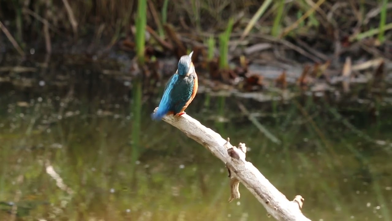 Le Martin pêcheur bigouden