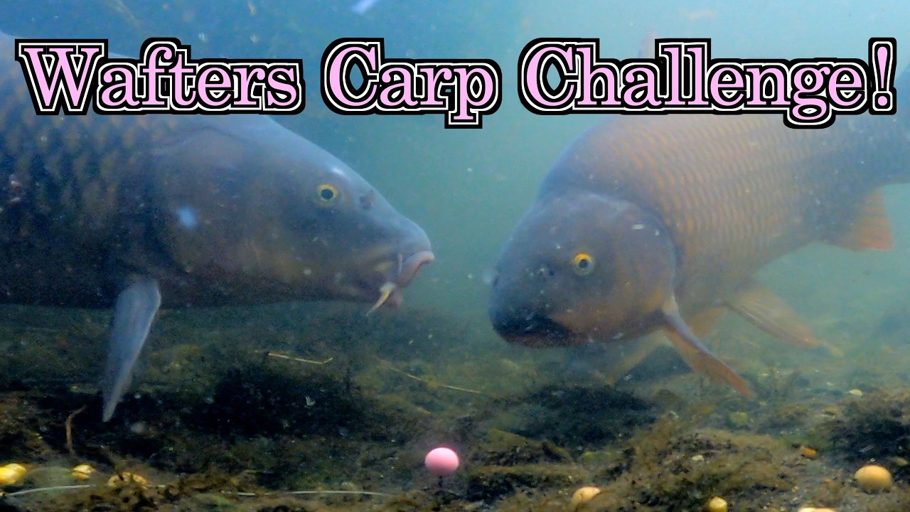 Carp Reaction to Pink Bait?