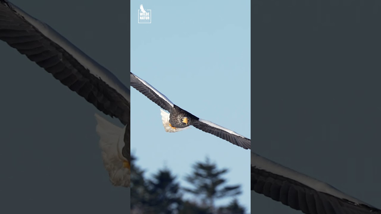 Steller's sea eagle attacks White tailed sea eagle