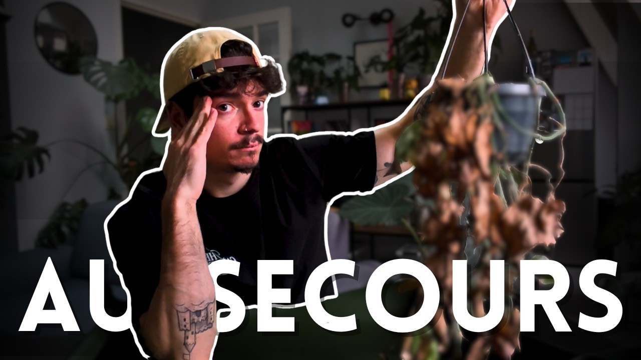 Peut-on encore le SAUVER ??! (bouturage d'un epipremnum