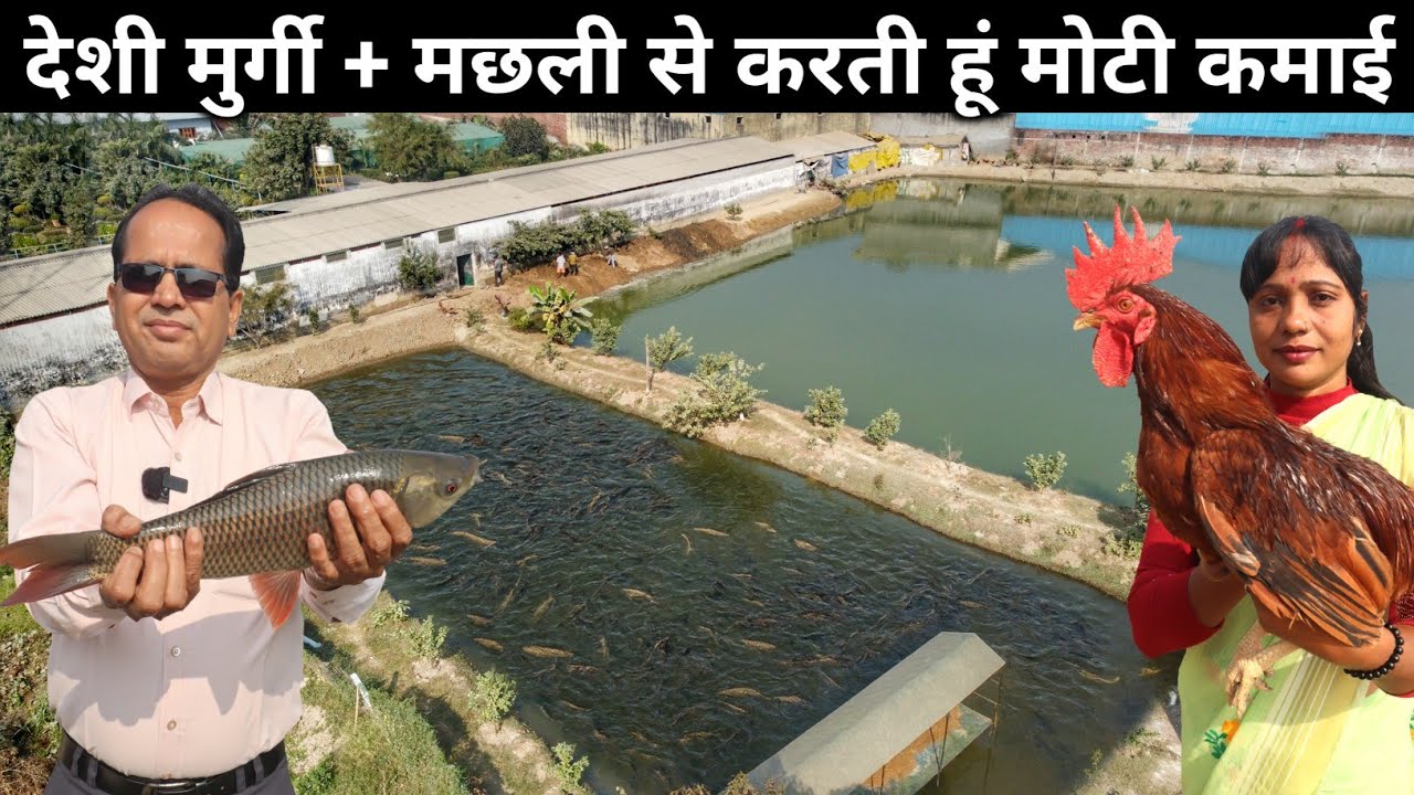 सरकारी जमीन पर महिला कर रही देशी मुर्गी के साथ मछली पालन | Desi Poultry Farming + Fish Farming