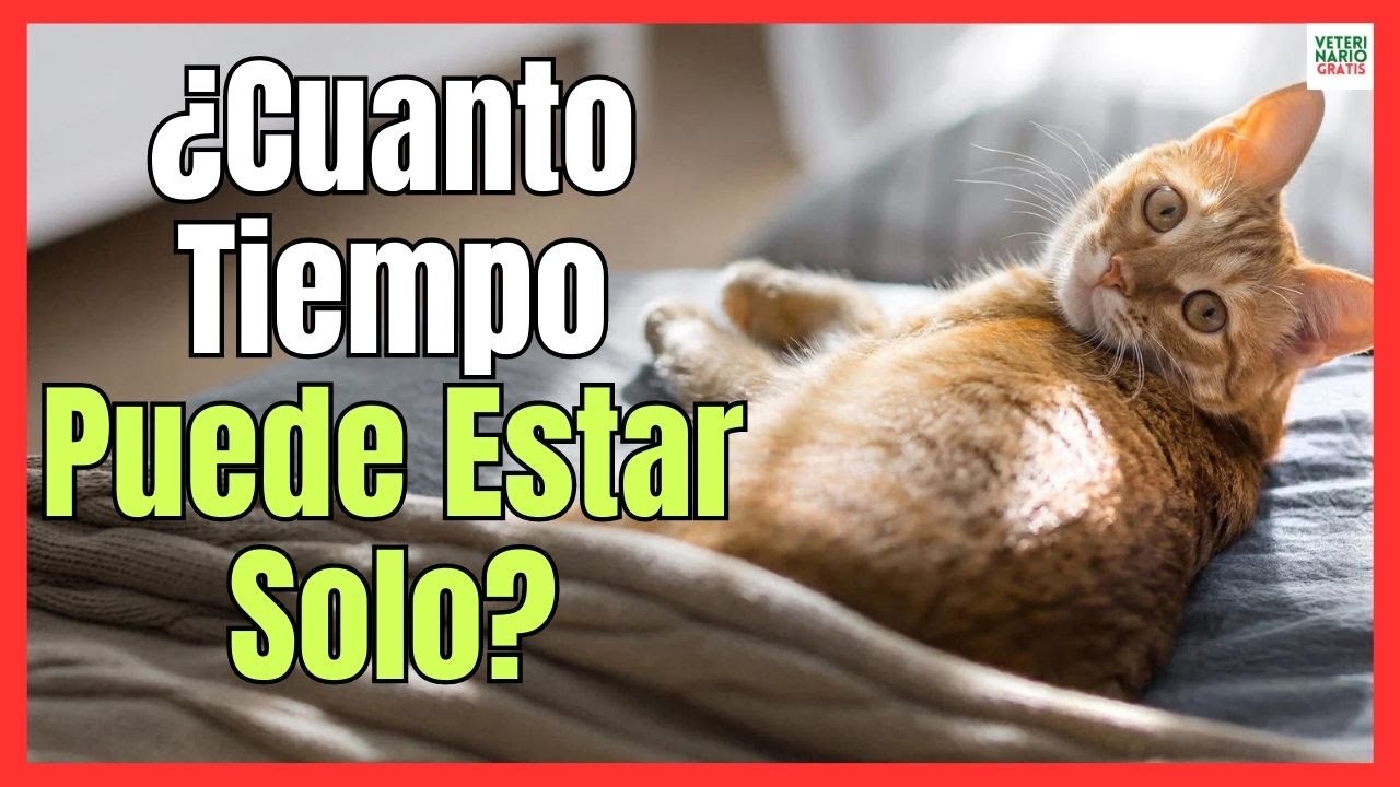 💓 ¿CUANTO TIEMPO PUEDE ESTAR UN GATO SOLO EN CASA? 💓