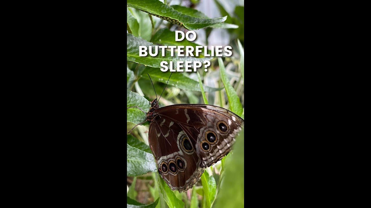 Do Butterflies Sleep? Krohn Conservatory Butterfly Show | #CincyParks