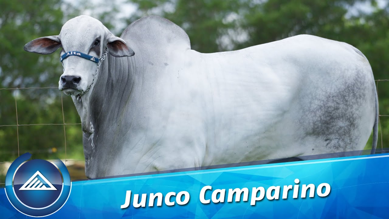 Junco Camparino