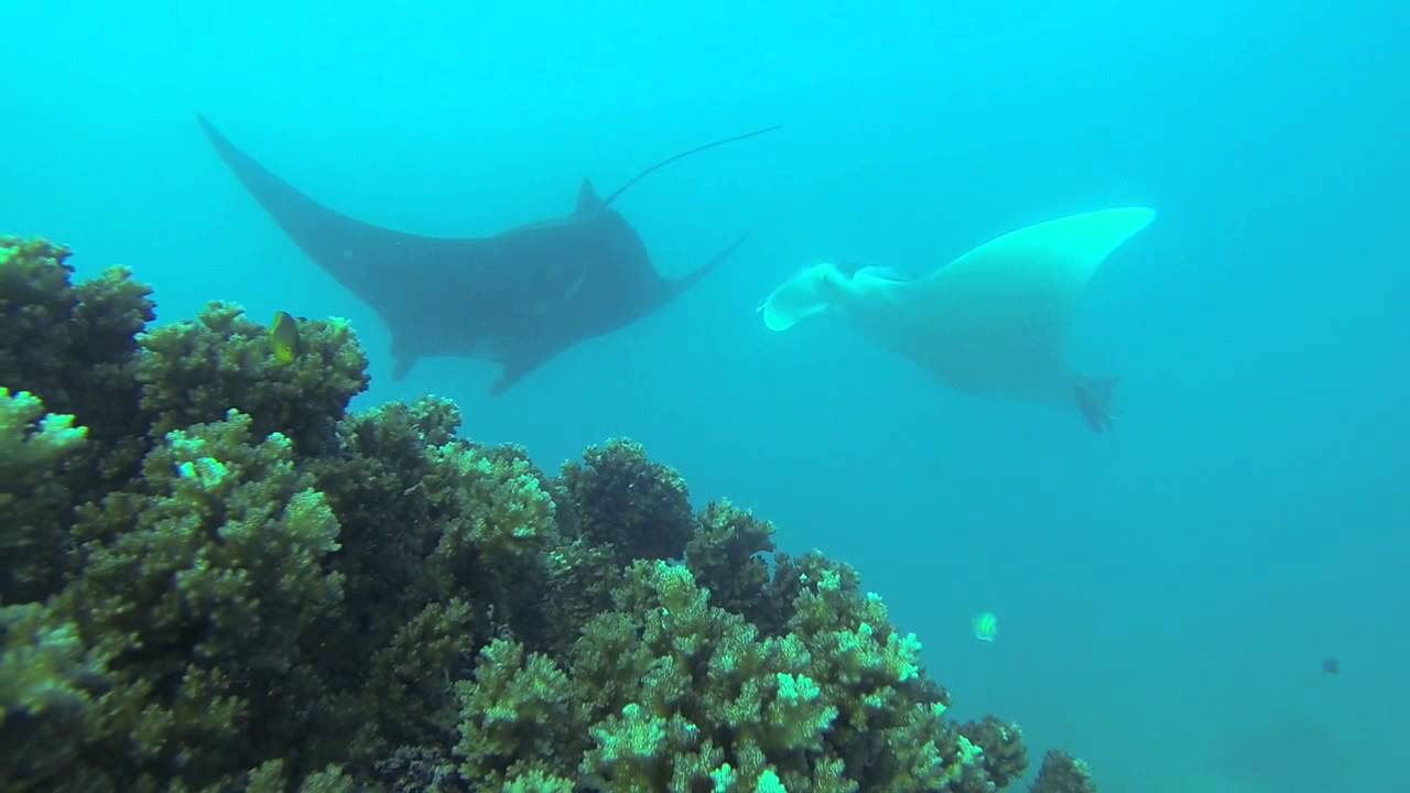 Manta Rays @ Botaira Resort Fiji (Naviti Island)