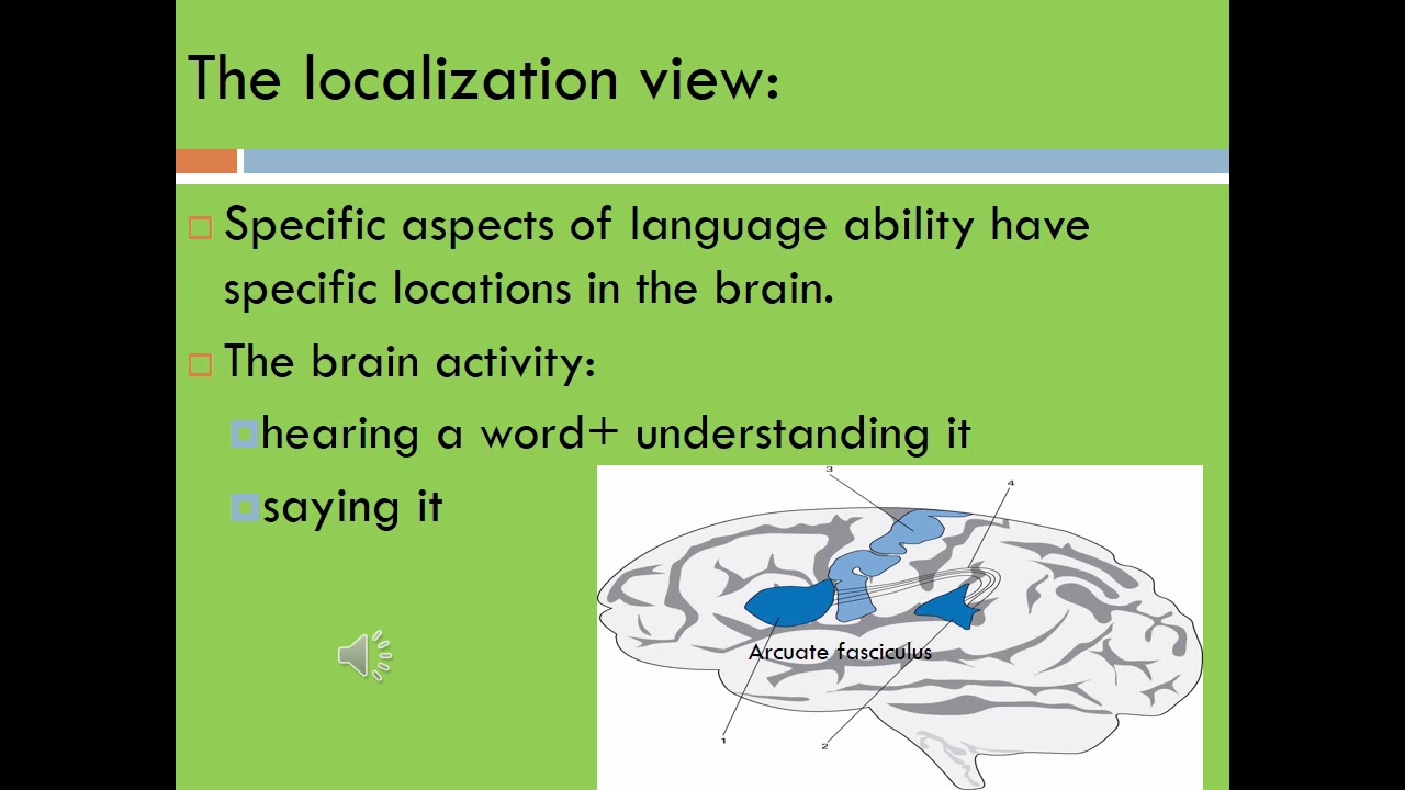 Neurolinguistics  / The language and the brain