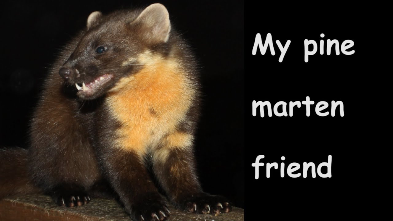 Pine marten friend