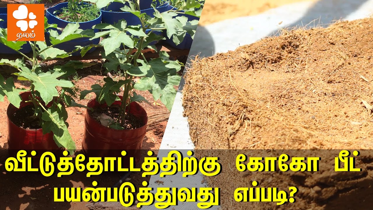 வீட்டுத்தோட்டத்திற்கு கோகோ பீட் பயன்படுத்துவது எப்படி?  | How To Use Coco Peat for Home Gardening