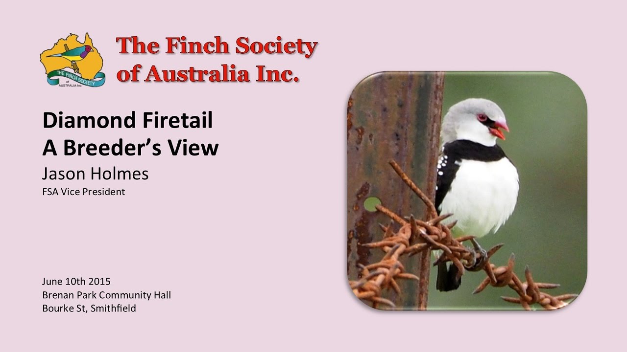 Diamond Firetails - Jason Holmes