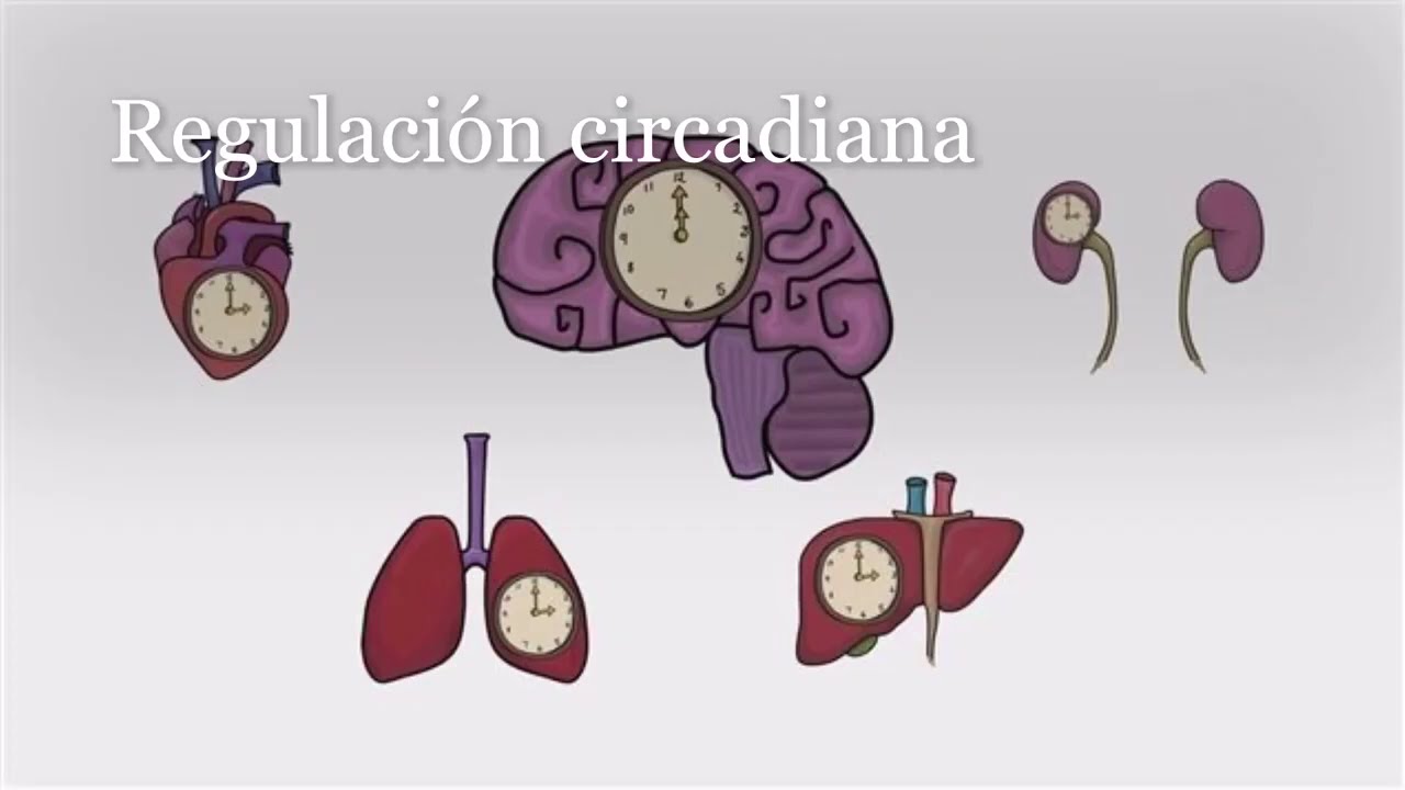 Reloj circadiano y h&aacute;bitos alimenticios