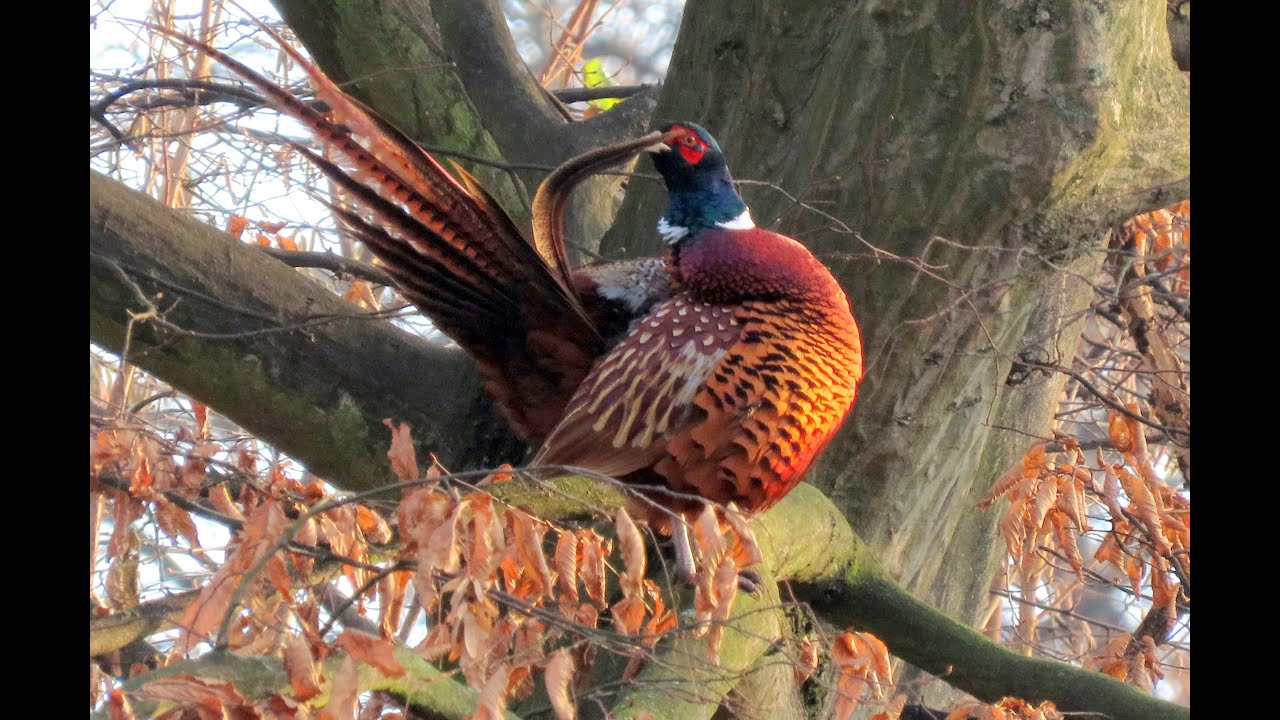 1935. Bažant obecný, Common pheasant, Fasan, Faisan de Colchide, Faisán vulgar  #birds #birdwatching