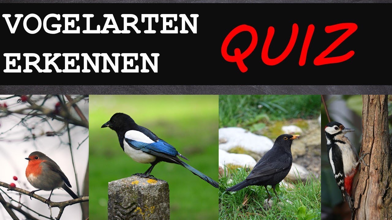 erkennst du die VOGELART? #1 | TESTE DICH