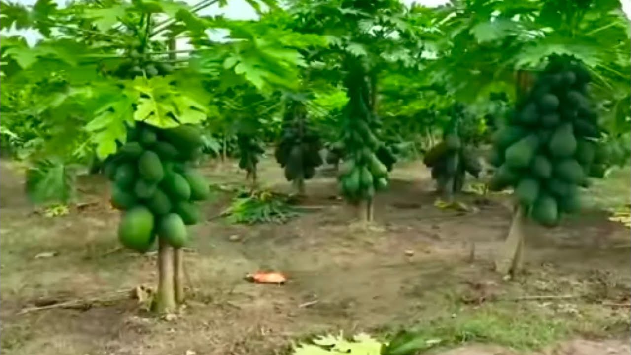 পেঁপের জমিতে পানি দেওয়া