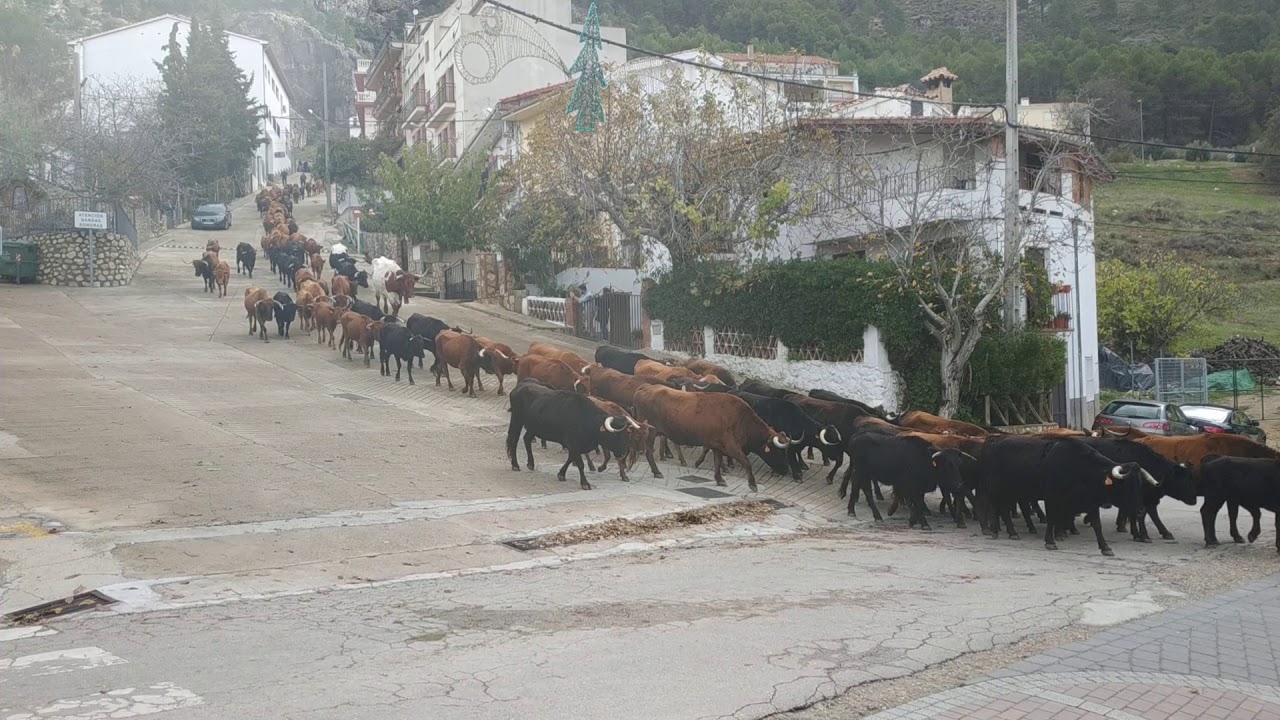 Trashumancia por Burunchel 'Ganadería Antonio Fernández'