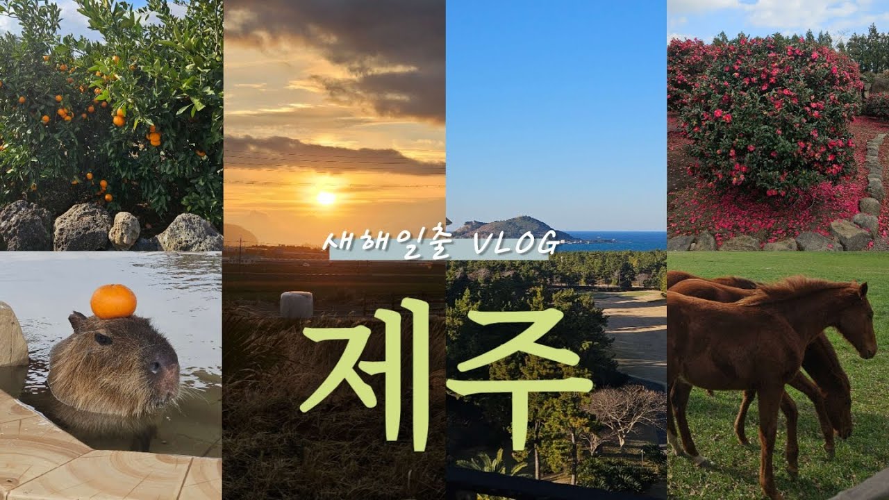 새해보러 급 떠난 제주에서 🍊따기 체험도 하고 카피바라도 보고 🐴도 보고 🐬 보기 도전하는 알찬 여행이올시다🫡