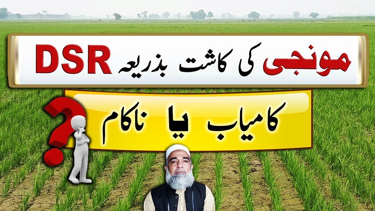 Is DSR successful or not || Direct Seeded Rice || Crop Reformer