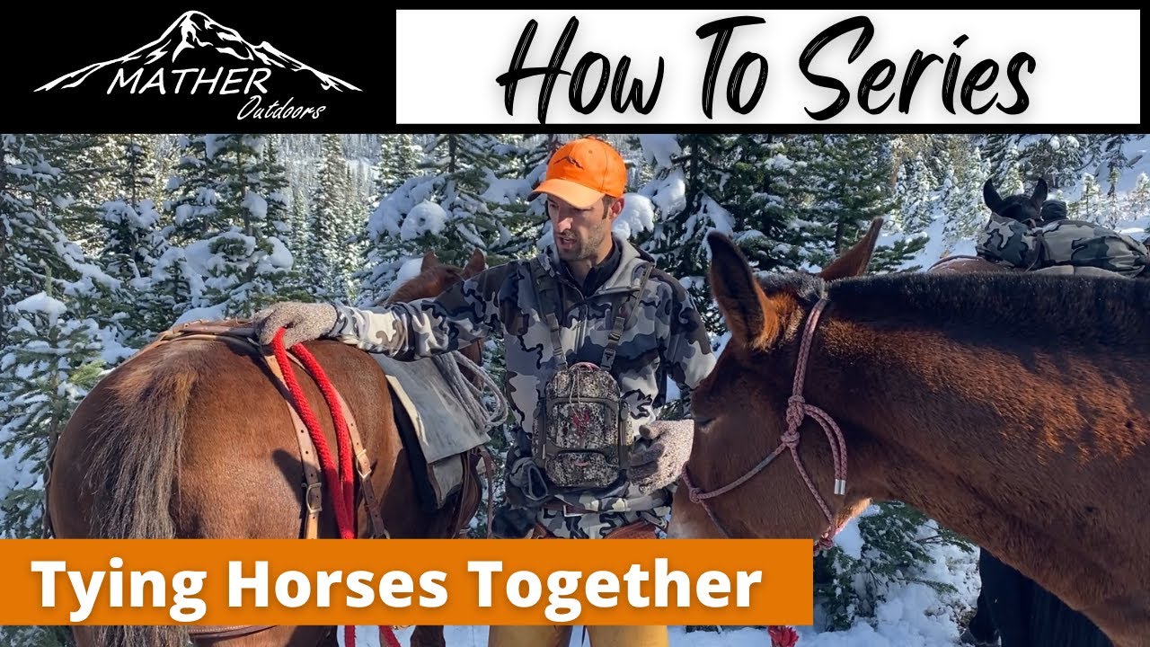 Tying Horses Together in a Pack String