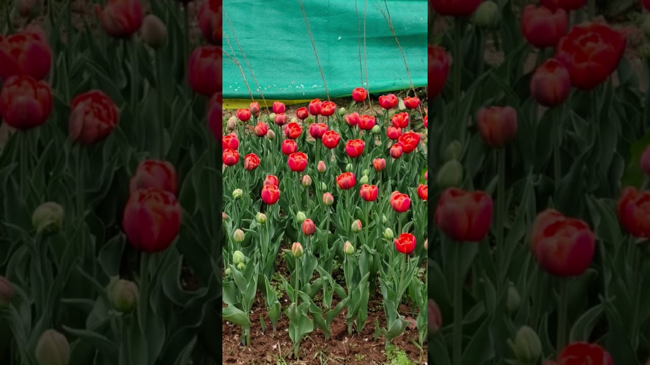 fuler bagan #youtube #video #shorts