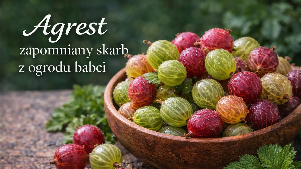 🍃 Agrest — zapomniany skarb ogrodu babci #superfoods #agrest