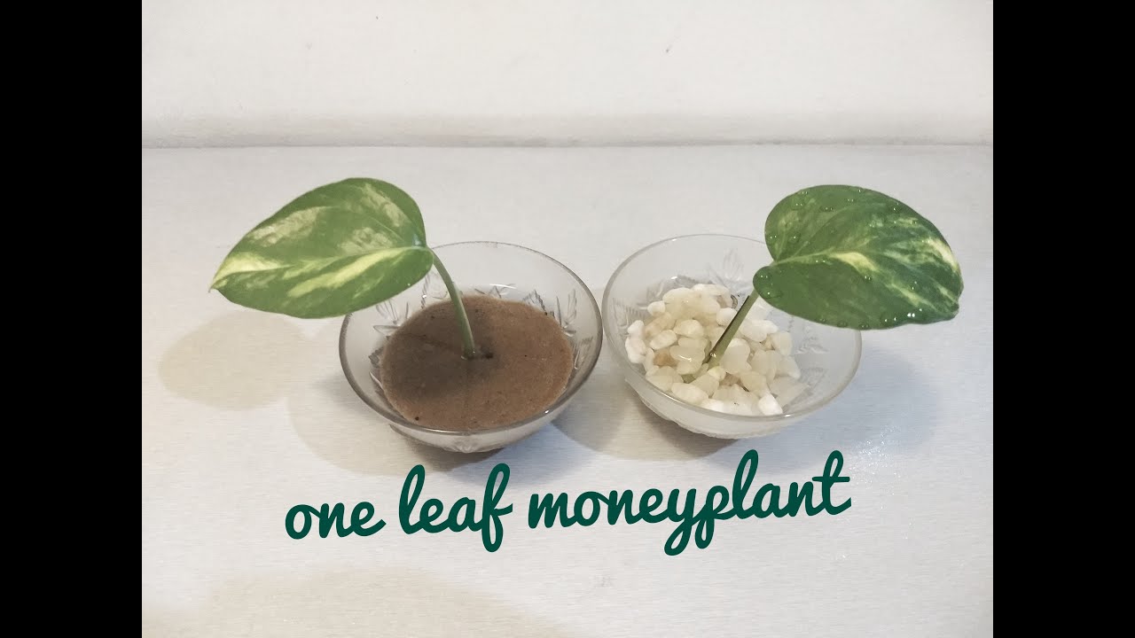 Grow money plant from single leaf | Single leaf money plant | Grow 1 leaf money plant in soil/water