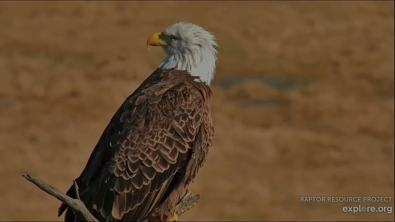 Decorah North Eagles 2-12-26 Mr  North is spotted perching at yonder branch