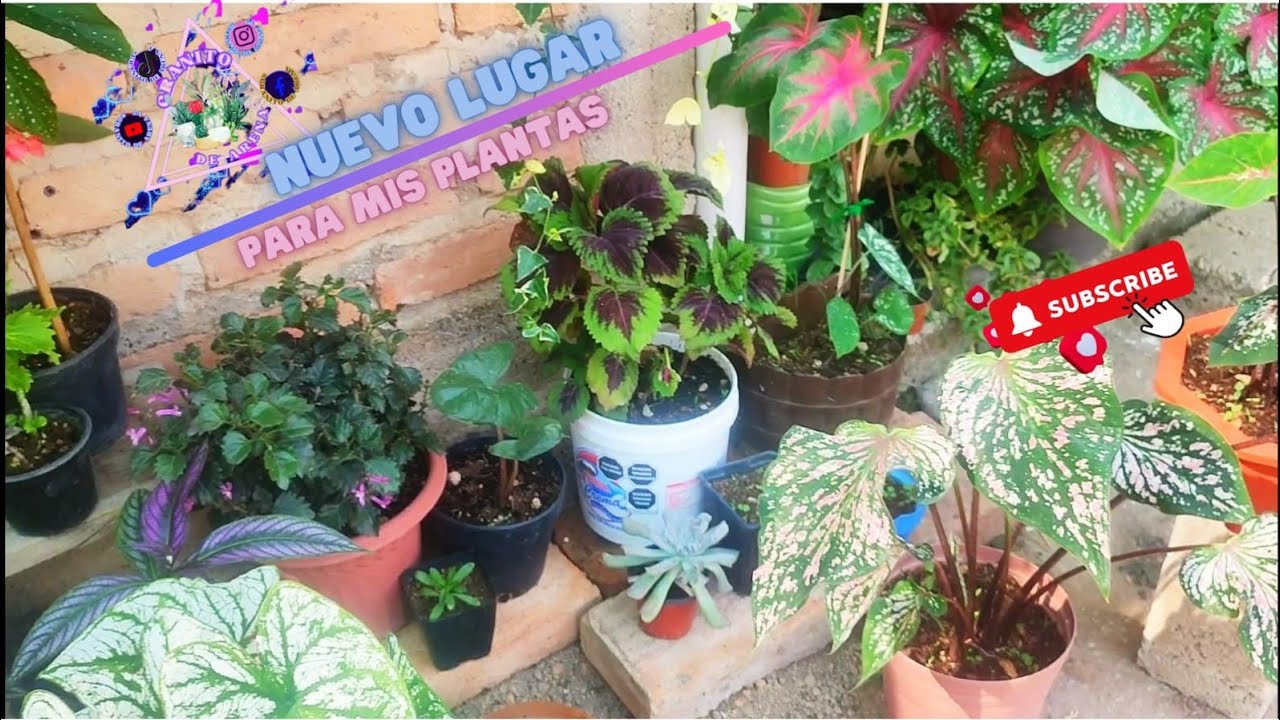 Nuevo lugar para mis plantas 💐🌷🌼💗❤️🇲🇽🌵💮💐🌷🌹🌺🌹🪷💐 espero les guste
