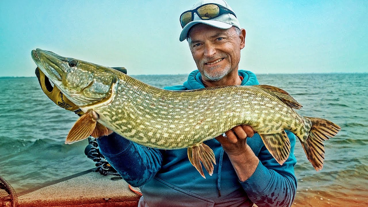 XXL Gummifische - SO montierst du sie RICHTIG!